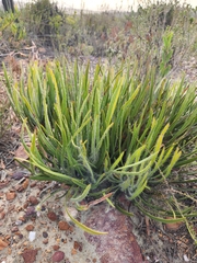 Protea denticulata