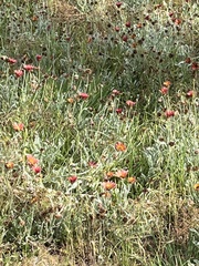Gazania × splendens