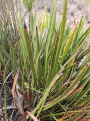 Protea denticulata