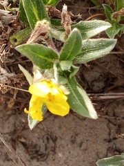 Oenothera humifusa