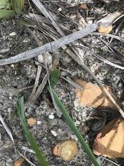 Bobartia macrospatha