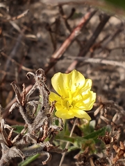 Oenothera humifusa