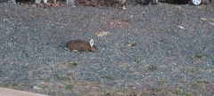 Lepus americanus
