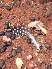 Numida meleagris coronatus