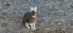 Lepus americanus