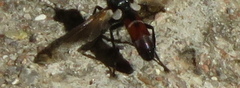 Cylindromyia bicolor