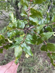 Zanthoxylum hirsutum