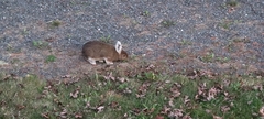 Lepus americanus