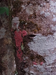 Herpothallon rubrocinctum