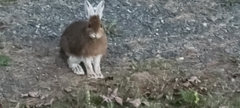 Lepus americanus