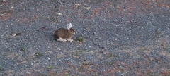 Lepus americanus