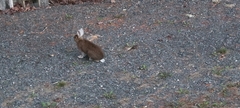 Lepus americanus