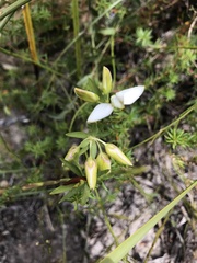 Polygala ericifolia
