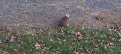 Lepus americanus