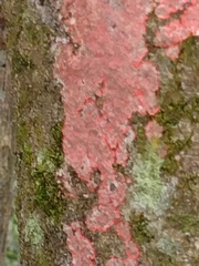 Herpothallon rubrocinctum