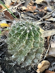Hamatocactus setispinus