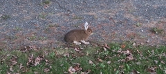 Lepus americanus