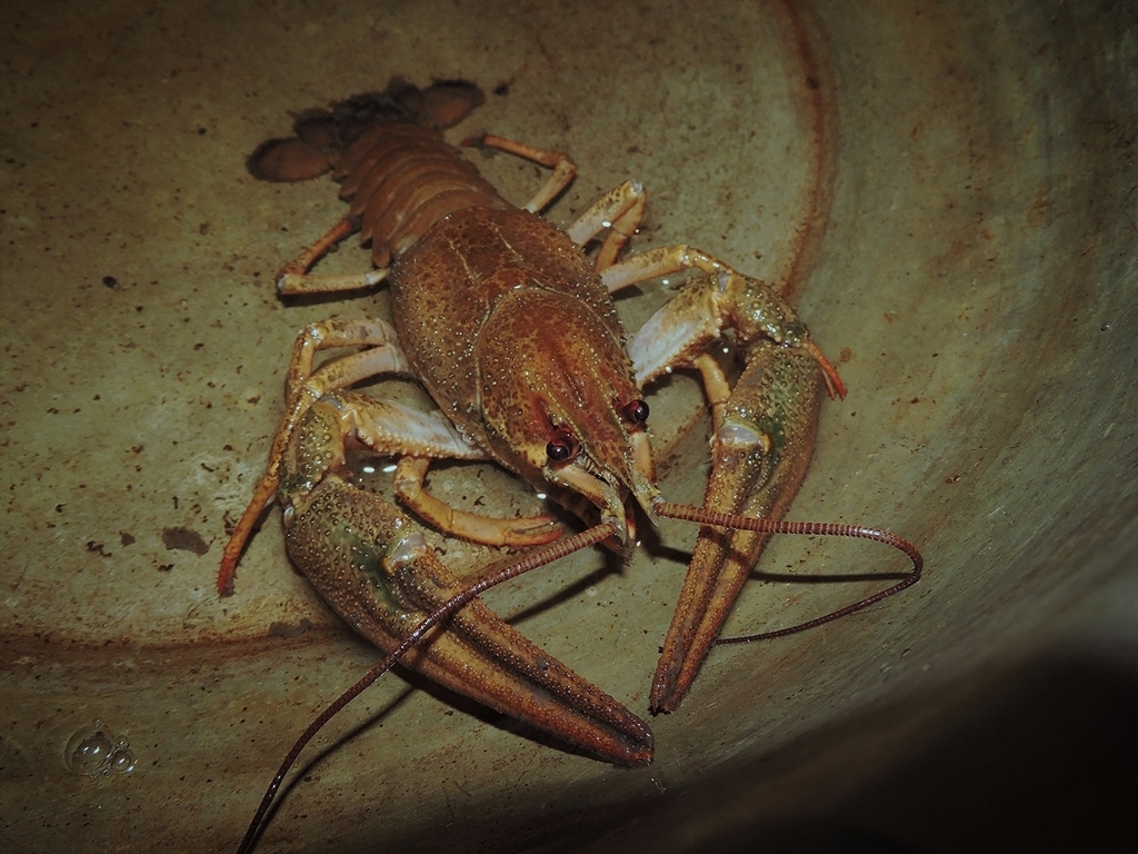 Narrow-clawed crayfish