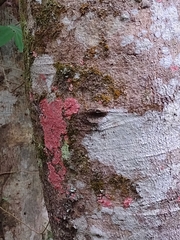 Herpothallon rubrocinctum