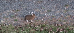 Lepus americanus