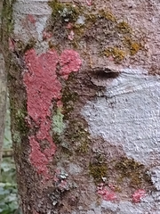 Herpothallon rubrocinctum