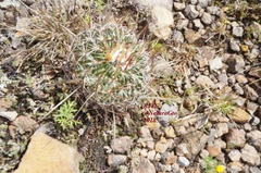 Echinofossulocactus zacatecasensis