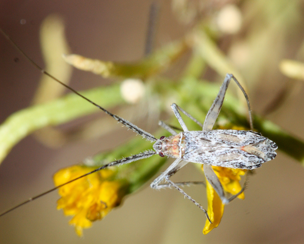 Phytocoris squamosus