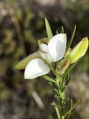 Polygala ericifolia