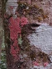 Herpothallon rubrocinctum