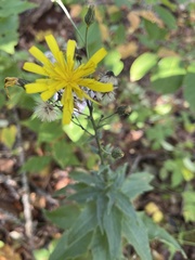 Hieracium