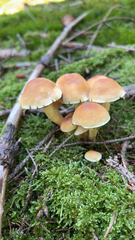 Hypholoma