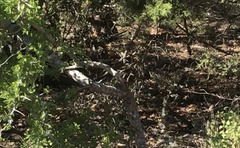 Geococcyx californianus