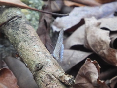 Jamides celeno aelianus