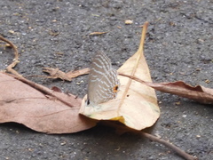 Jamides celeno aelianus