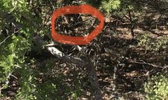 Geococcyx californianus