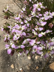 Polygala langebergensis