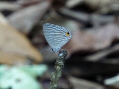 Jamides celeno aelianus