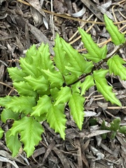 Cheilanthes viridis viridis