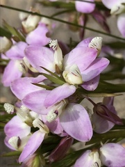 Polygala langebergensis