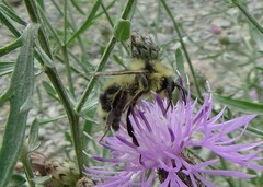 Bombus flavidus