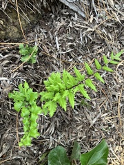Cheilanthes viridis viridis