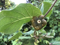 Macroscepis diademata