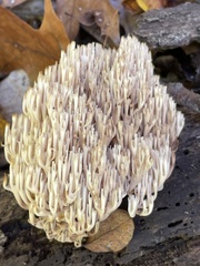 Artomyces pyxidatus