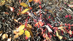 Ilex verticillata