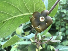 Macroscepis diademata