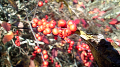 Ilex verticillata