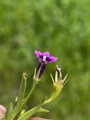 Monopsis debilis