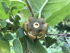 Macroscepis diademata