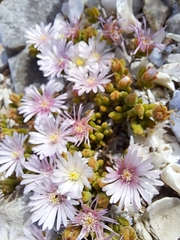 Drosanthemum
