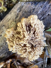 Artomyces pyxidatus